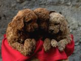 A Kali̇te Toy Poodle Yavrular