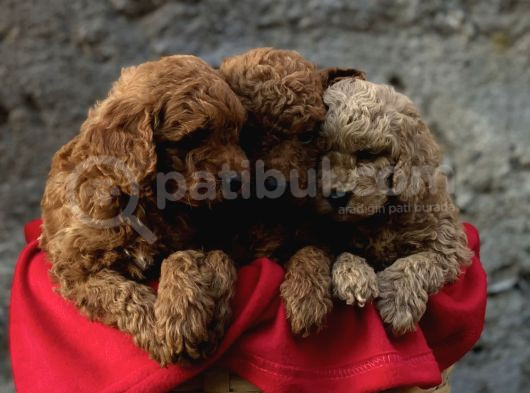A Kali̇te Toy Poodle Yavrular görsel