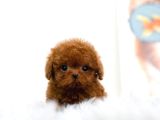 Kıpkırmızı Red tooy poodle sevimli yavrular