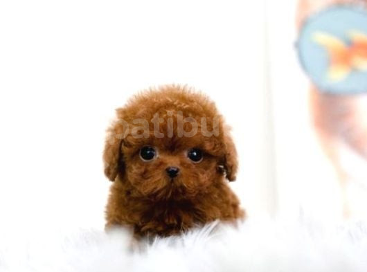 Kıpkırmızı Red Tooy Poodle Sevimli Yavrular