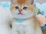Türünün En Güzeli Ny12 Golden British Shorthair