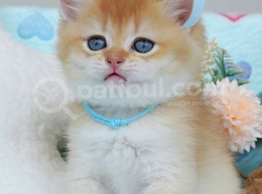 Türünün En Güzeli Ny12 Golden British Shorthair görsel