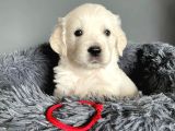 Beyaz Golden Puppi̇es