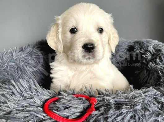 Beyaz Golden Puppi̇es görsel