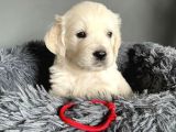 BEYAZ GOLDEN PUPPİES