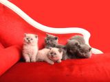 Safkan British Shorthair Kedi