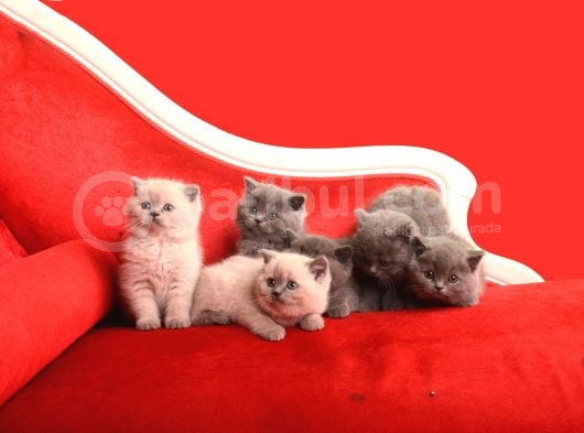 Safkan British Shorthair Kedi görsel