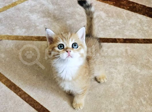 Muhteşem Güzellikte Yavrularımız Irk Ve Sağlık Garantilidir görsel