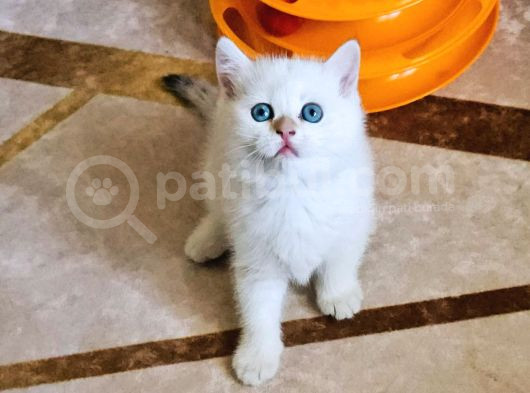Muhteşem Güzellikte Yavrularımız Irk Ve Sağlık Garantilidir görsel