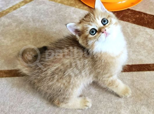 Muhteşem Güzellikte Yavrularımız Irk Ve Sağlık Garantilidir