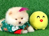 Üst Kalite Pomeranian Boo Orjinal  Teddy Bear Dişi
