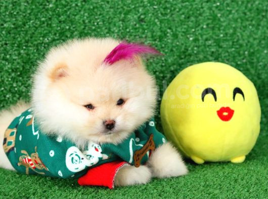 Üst Kalite Pomeranian Boo Orjinal  Teddy Bear Dişi görsel