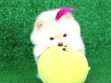 Üst Kalite Pomeranian Boo Orjinal  Teddy Bear Dişi