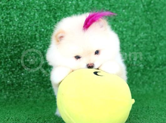 Üst Kalite Pomeranian Boo Orjinal  Teddy Bear Dişi görsel