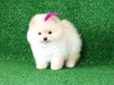 Üst Kalite Pomeranian Boo Orjinal  Teddy Bear Dişi