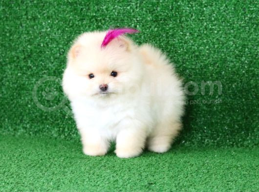 Üst Kalite Pomeranian Boo Orjinal  Teddy Bear Dişi görsel