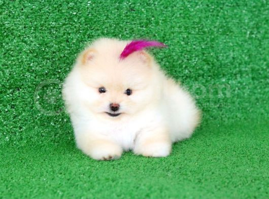 Üst Kalite Pomeranian Boo Orjinal  Teddy Bear Dişi