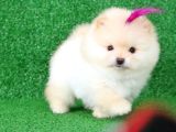 Üst Kalite Pomeranian Boo Orjinal  Teddy Bear Dişi