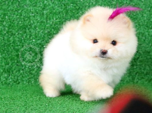 Üst Kalite Pomeranian Boo Orjinal  Teddy Bear Dişi görsel