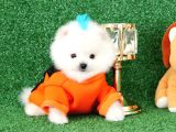 Üst Kalite Pomeranian Boo Orjinal Erkek Teddy Bear