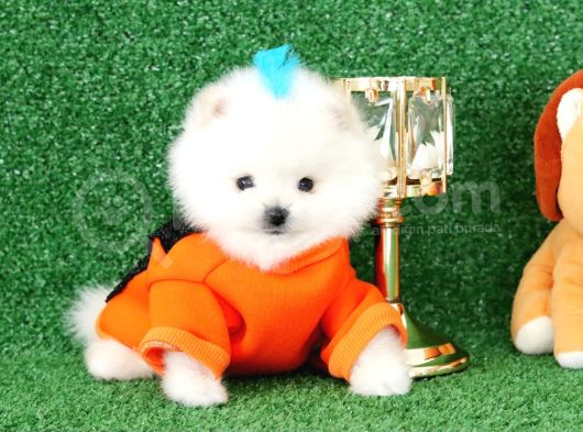 Üst Kalite Pomeranian Boo Orjinal Erkek Teddy Bear