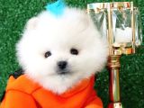 Üst Kalite Pomeranian Boo Orjinal Erkek Teddy Bear