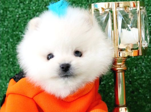 Üst Kalite Pomeranian Boo Orjinal Erkek Teddy Bear görsel