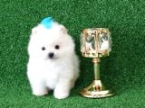 Üst Kalite Pomeranian Boo Orjinal Erkek Teddy Bear