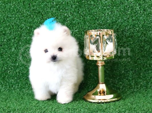 Üst Kalite Pomeranian Boo Orjinal Erkek Teddy Bear görsel
