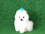 Üst Kalite Pomeranian Boo Orjinal Erkek Teddy Bear