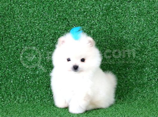 Üst Kalite Pomeranian Boo Orjinal Erkek Teddy Bear görsel