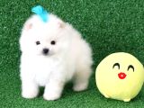 Üst Kalite Pomeranian Boo Orjinal Erkek Teddy Bear