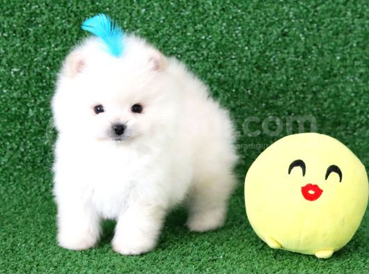 Üst Kalite Pomeranian Boo Orjinal Erkek Teddy Bear görsel