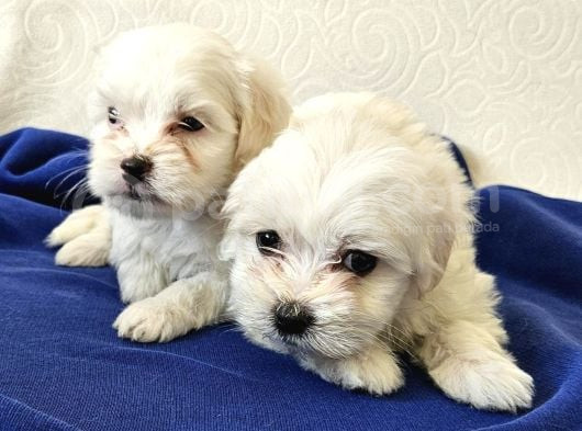 Maltese Terier Yavrularimiz görsel