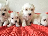 Maltese terier yavrularimiz