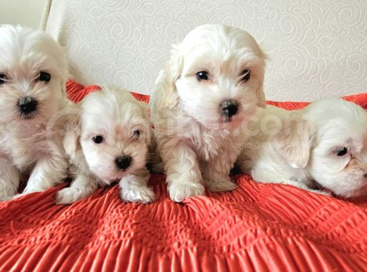 Maltese Terier Yavrularimiz