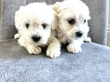 Maltese Terier Yavrularimiz