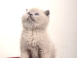 Safkan British Shorthair Kedi