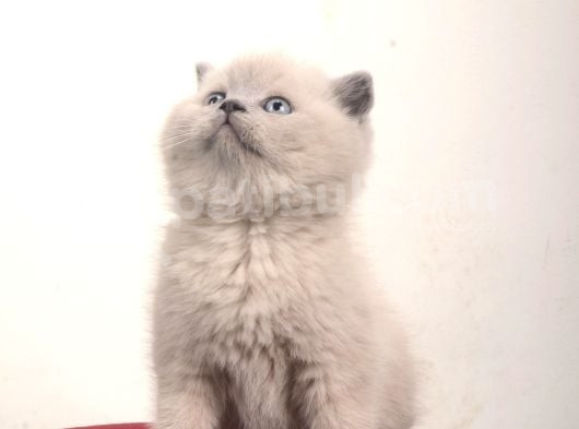 Safkan British Shorthair Kedi görsel