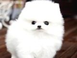 Pomerani̇an Boo Karbeyaz Di̇şi̇ Erkek Yavrularimiz