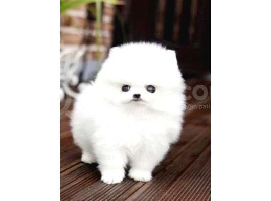 Pomerani̇an Boo Karbeyaz Di̇şi̇ Erkek Yavrularimiz görsel