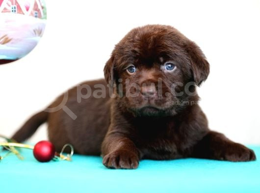 Labrador Retriever Bebeklerimiz Sizleri Bekliyor görsel
