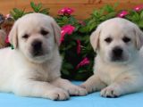 Labrador Retriever Bebeklerimiz Sizleri Bekliyor
