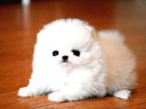 POMERANİAN BOO KARBEYAZ DİŞİ ERKEK YAVRULARIMIZ