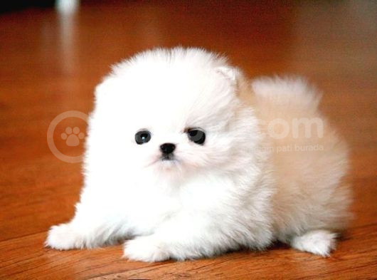 Pomerani̇an Boo Karbeyaz Di̇şi̇ Erkek Yavrularimiz
