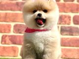 Ayıcık Surat Boo Pomeranian Yavrular