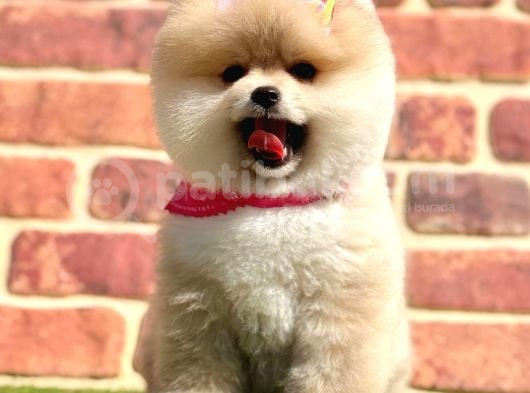 Ayıcık Surat Boo Pomeranian Yavrular görsel