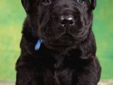 Labrador Retriever Bebeklerimiz Sizleri Bekliyor