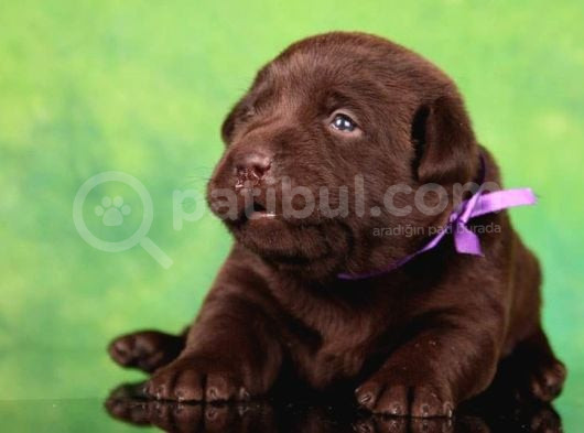 Labrador Retriever Bebeklerimiz Sizleri Bekliyor