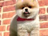 Ayıcık Surat Boo Pomeranian Yavrular
